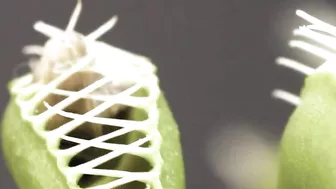 Venus Flytrap Digestion Time Lapse | Compilation