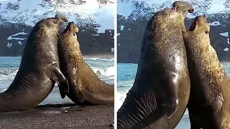 Elephant Seal Battle on beach!