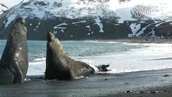 Elephant Seal Battle on beach!