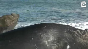 Elephant Seal Battle on beach!