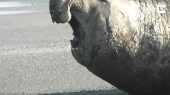 Elephant Seal Battle on beach!