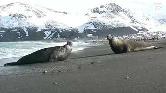 Elephant Seal Battle on beach!