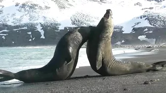 Elephant Seal Battle on beach!