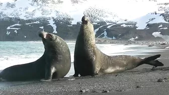 Elephant Seal Battle on beach!