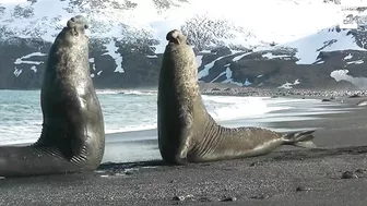 Elephant Seal Battle on beach!