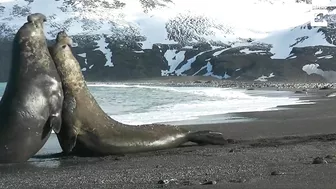 Elephant Seal Battle on beach!