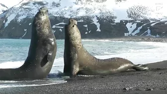 Elephant Seal Battle on beach!