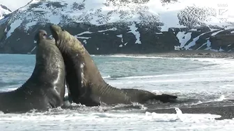 Elephant Seal Battle on beach!