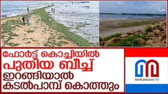 കടല്‍പാമ്പുളള പുതിയ ബീച്ച് രൂപപ്പെട്ട് കൊച്ചി l ernakulam beach in fort kochi