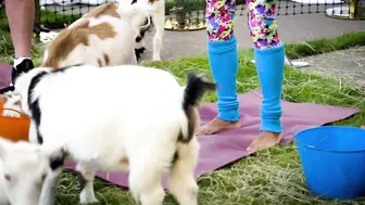 Gordon's Goat Yoga Doubts ????| Gordon, Gino, and Fred's Road Trip