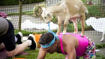 Gordon's Goat Yoga Doubts ????| Gordon, Gino, and Fred's Road Trip