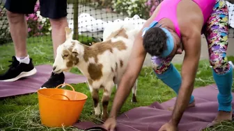 Gordon's Goat Yoga Doubts ????| Gordon, Gino, and Fred's Road Trip