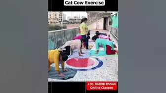 Cat-Cow Yoga Shorts for a Flexible Spine! #priyayogastudio #motivation #weightlossdance