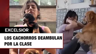 ¿Qué es el yoga con perritos y por qué Italia lo acaba de prohibir?