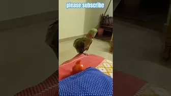 doing yoga parrot ????????(max)@Likemahi1 #viral #comedy #alexander