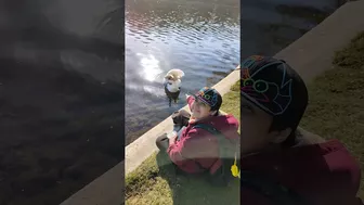 Swan Scratching and Stretching at the Lake