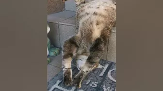 Sleeping Cat Does Stair Yoga || ViralHog