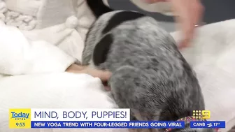 Today host loses it after pooch poops during puppy yoga | Today Show Australia