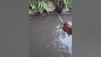 The incredible pull of this fish the flexible rod almost broke