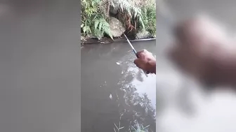 The incredible pull of this fish the flexible rod almost broke