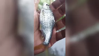 The incredible pull of this fish the flexible rod almost broke