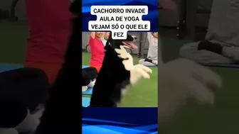 cachorro invade aula de Yoga e começa a imitar os exercícios #dog #pets #viral #pet #dogs #shorts