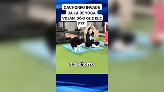 cachorro invade aula de Yoga e começa a imitar os exercícios #dog #pets #viral #pet #dogs #shorts