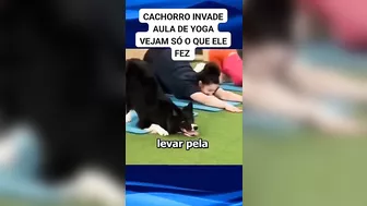 cachorro invade aula de Yoga e começa a imitar os exercícios #dog #pets #viral #pet #dogs #shorts