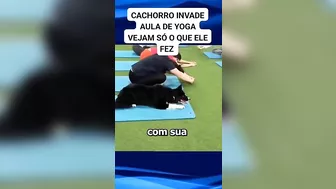 cachorro invade aula de Yoga e começa a imitar os exercícios #dog #pets #viral #pet #dogs #shorts