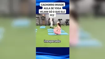 cachorro invade aula de Yoga e começa a imitar os exercícios #dog #pets #viral #pet #dogs #shorts