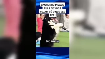 cachorro invade aula de Yoga e começa a imitar os exercícios #dog #pets #viral #pet #dogs #shorts