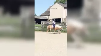 #haflinger #horseenthusiast #riding #horselover #haflingerhorse #stretching #horsingaround