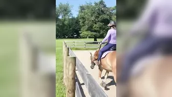 #haflinger #horseenthusiast #riding #horselover #haflingerhorse #stretching #horsingaround