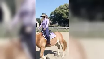 #haflinger #horseenthusiast #riding #horselover #haflingerhorse #stretching #horsingaround