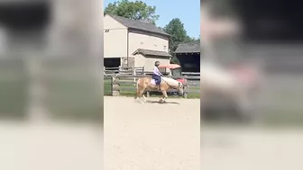 #haflinger #horseenthusiast #riding #horselover #haflingerhorse #stretching #horsingaround