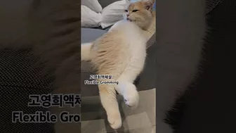 So 유연해 나 고영희. Flexible Grooming #britishshorthair #cat #shorts #브리티시쇼트헤어 #고양이 #쇼츠