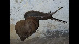 HER BODY was SO FLEXIBLE. #mollusks #snail #flexible #body #habitat #gardenlife #mybackyard