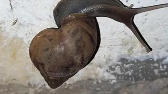 HER BODY was SO FLEXIBLE. #mollusks #snail #flexible #body #habitat #gardenlife #mybackyard