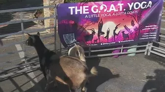 G.O.A.T. Yoga this weekend at Midtown Farmers Market