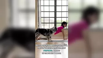 ????????‍♀️ ¡La perrita que hace yoga con su dueña te sorprenderá! #compañerosperfectos, #amorperruno