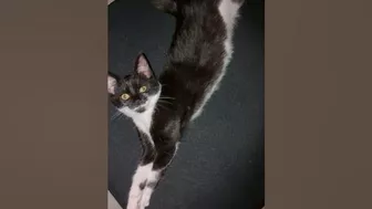 It's stretching time????#cat #kitten #catshorts #cutecat #relaxing #stretching #cute #pets #catlover