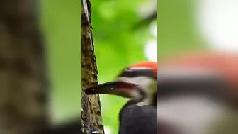 woodpecker flexible head #science #shorts