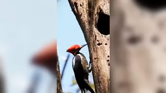 woodpecker flexible head #science #shorts