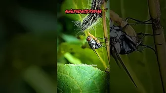 Stretching housefly ???? #funny #bugs #viralshorts #viralvideo #nature #life